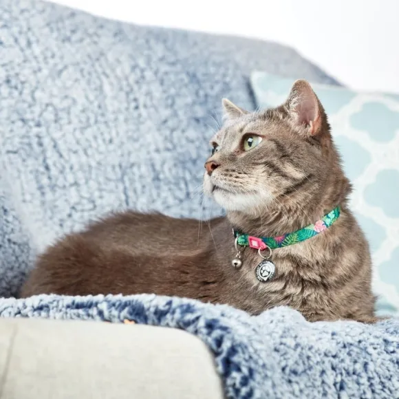 Collar Con Smart Id Para Gatos Tropical