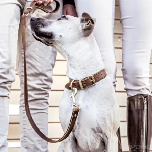 Collar Cuero Caf - Ezydog