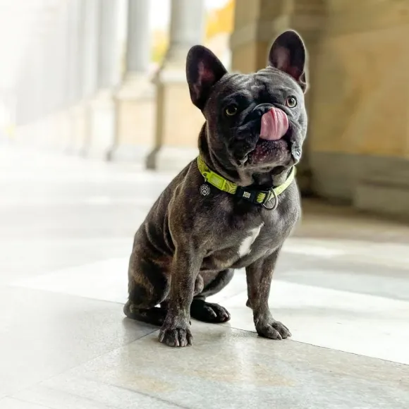 Collar Kiwi Con Smart Id