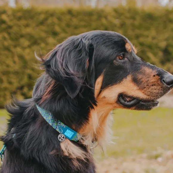 Collar Retro Blue Con Smart Id