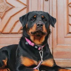 Collar Retro Pink Con Smart Id