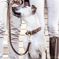 Correa Cuero Caf - Ezydog