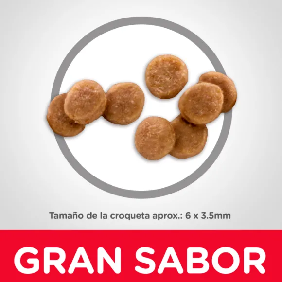 Hills Kitten Healthy Development Alimento Para Gato