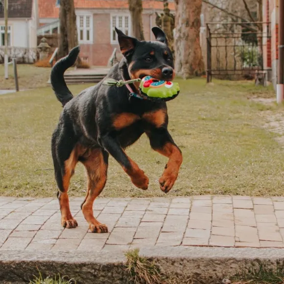 Juguete Bob The Blob