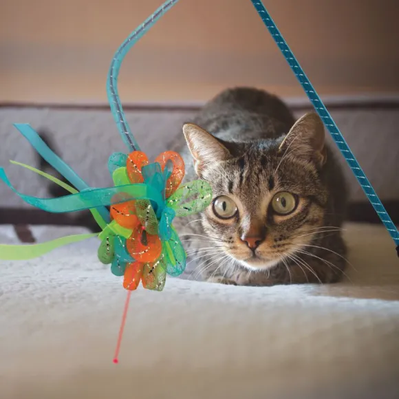 Kong Laser Teaser Ribbon