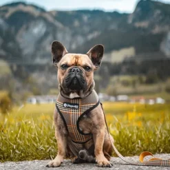 Pepolli Arn S 2-En-1 - Dublin