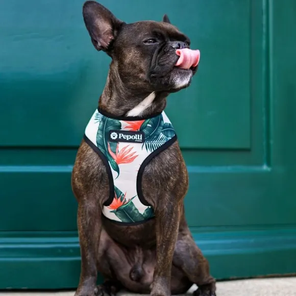 Pepolli Arn S 2-En-1 - Hawaii