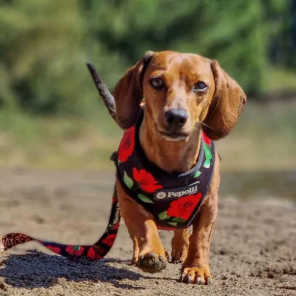 Pepolli Arn S 2-En-1 - Rose