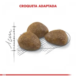 Royal Canin Adulto Active 7+ Alimento Para Gato