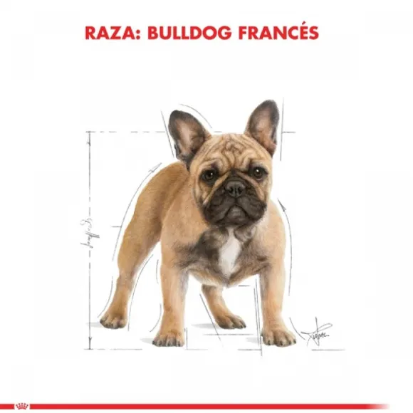 Royal Canin Adulto Bulldog Frances Alimento Para Perro