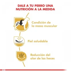 Royal Canin Adulto Bulldog Frances Alimento Para Perro