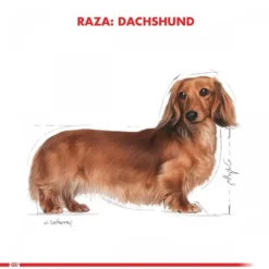 Royal Canin Adulto Dachshund Alimento Para Perro