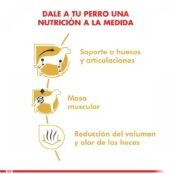 Royal Canin Adulto Dachshund Alimento Para Perro