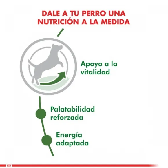 Royal Canin Adulto Mini Adult +8 Alimento Para Perro