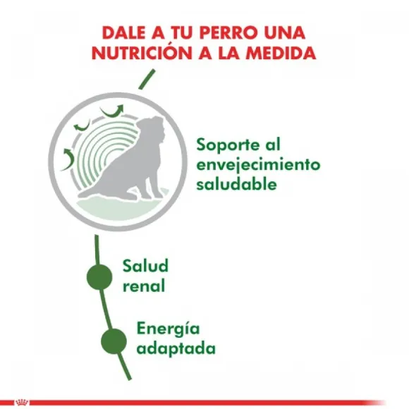 Royal Canin Adulto Mini Ageing 12+ Alimento Para Perro