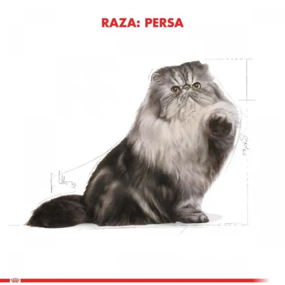 Royal Canin Adulto Persian 1.5 Kg Alimento Para Gato