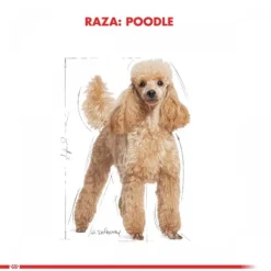 Royal Canin Adulto Poodle Adult Alimento Para Perro