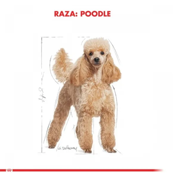 Royal Canin Adulto Poodle Adult Alimento Para Perro