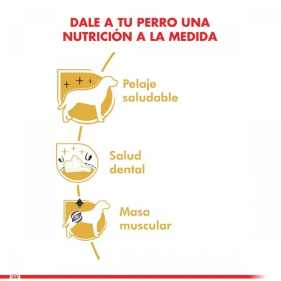 Royal Canin Adulto Poodle Adult Alimento Para Perro