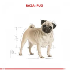 Royal Canin Adulto Pug Adult 2.5 Kg Alimento Para Perro