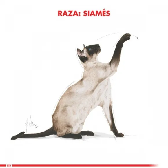 Royal Canin Adulto Siamese 1.5 Kg Alimento Para Gato