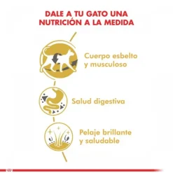 Royal Canin Adulto Siamese 1.5 Kg Alimento Para Gato