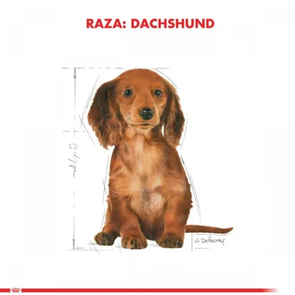 Royal Canin Cachorro Dachshund Junior Alimento Para Perro