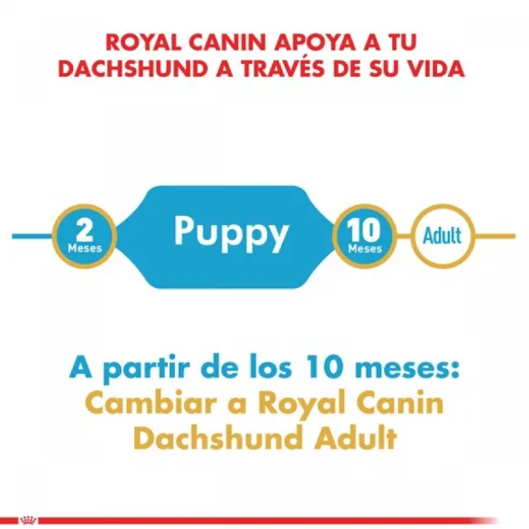 Royal Canin Cachorro Dachshund Junior Alimento Para Perro