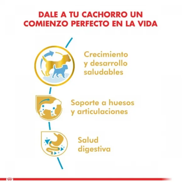 Royal Canin Cachorro Dachshund Junior Alimento Para Perro