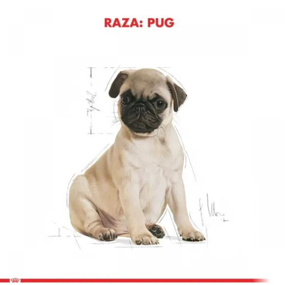 Royal Canin Cachorro Pug Junior Alimento Para Perro
