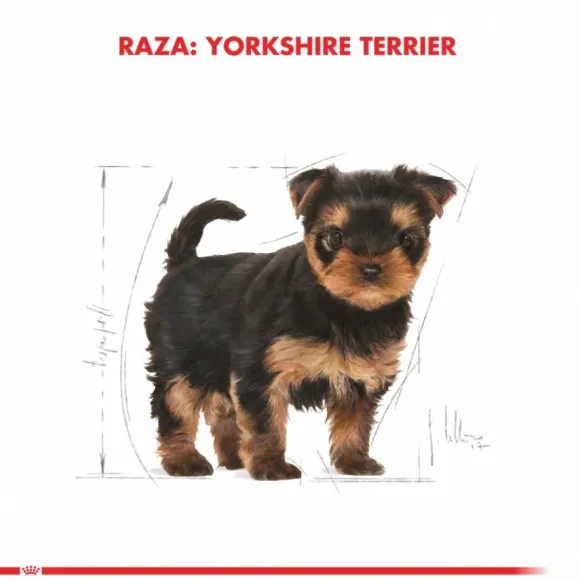 Royal Canin Cachorro Yorkshire Terrier Junior Alimento Para Perro