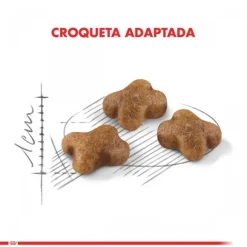 Royal Canin Gatito Felino Kitten Alimento Para Gato