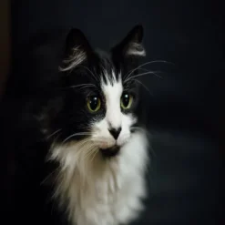 Virbac Alimento Cat Kidney Support