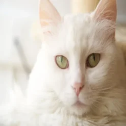 Virbac Alimento Cat Urology Dissolution & Prevention