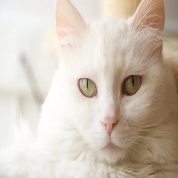 Virbac Alimento Cat Urology Dissolution & Prevention